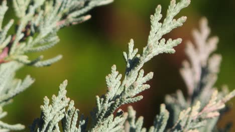 Blue-Juniper-Evergreen-style-tree-coniferous-with-out-of-focus-depth-of-field-background-moving-in-wind-in-evergreen-forest---evergreen-forest-branch