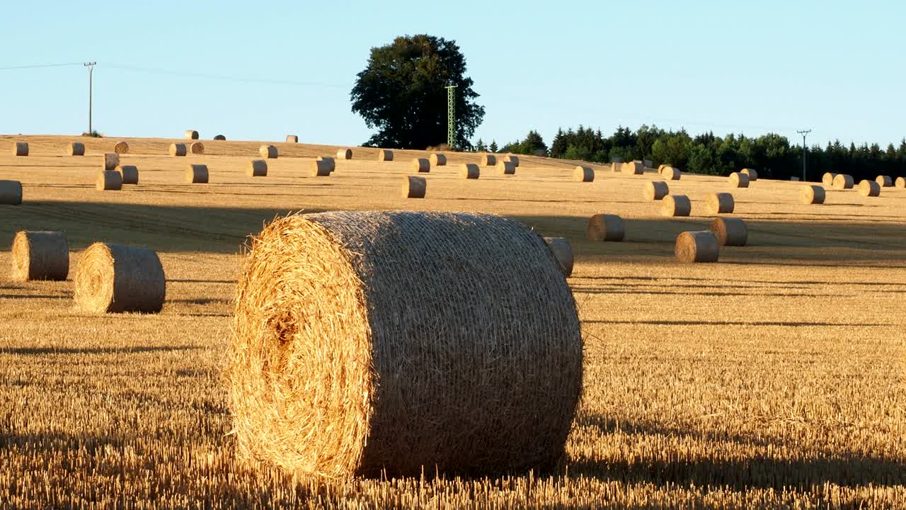 balas de heno en el campo después de la cosecha. campo agrícola. balas de heno en el paisaje del campo dorado.