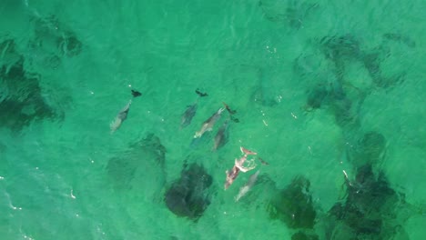 Vista-Aérea-De-Drones-Cápsula-De-Paquete-De-Delfines-Al-Acecho-En-El-Canal-Oceánico-Costa-Central-Turismo-Naturaleza-Playa-Forresters-Nsw-Australia-4k