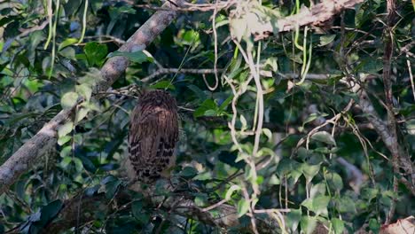 The-Buffy-Fish-Owl-is-a-big-owl-and-yet-the-smallest-among-the-four-Fish-Owls