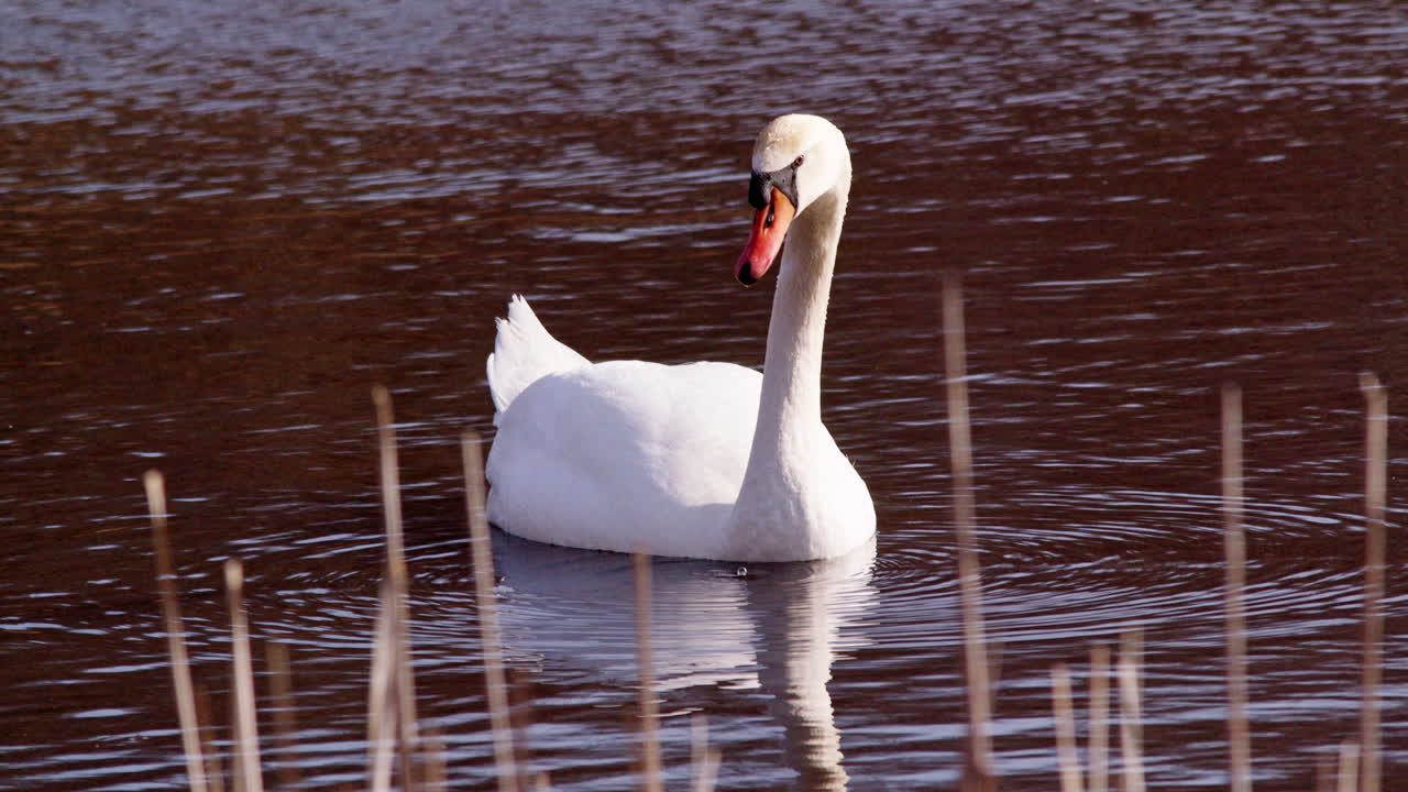 Cinematic slow motion video of water dripping from the beak of a swan at dawn