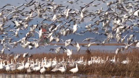 Eine-Gruppe-Wilder-Schneegänse,-Die-In-Zeitlupe-Richmond-Wetlands-Abheben