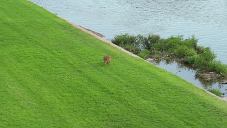 brown dog walking beside a river on the green grass