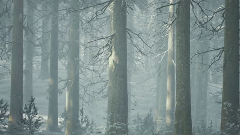 silent winter forest exudes tranquility and mystery with thick fog