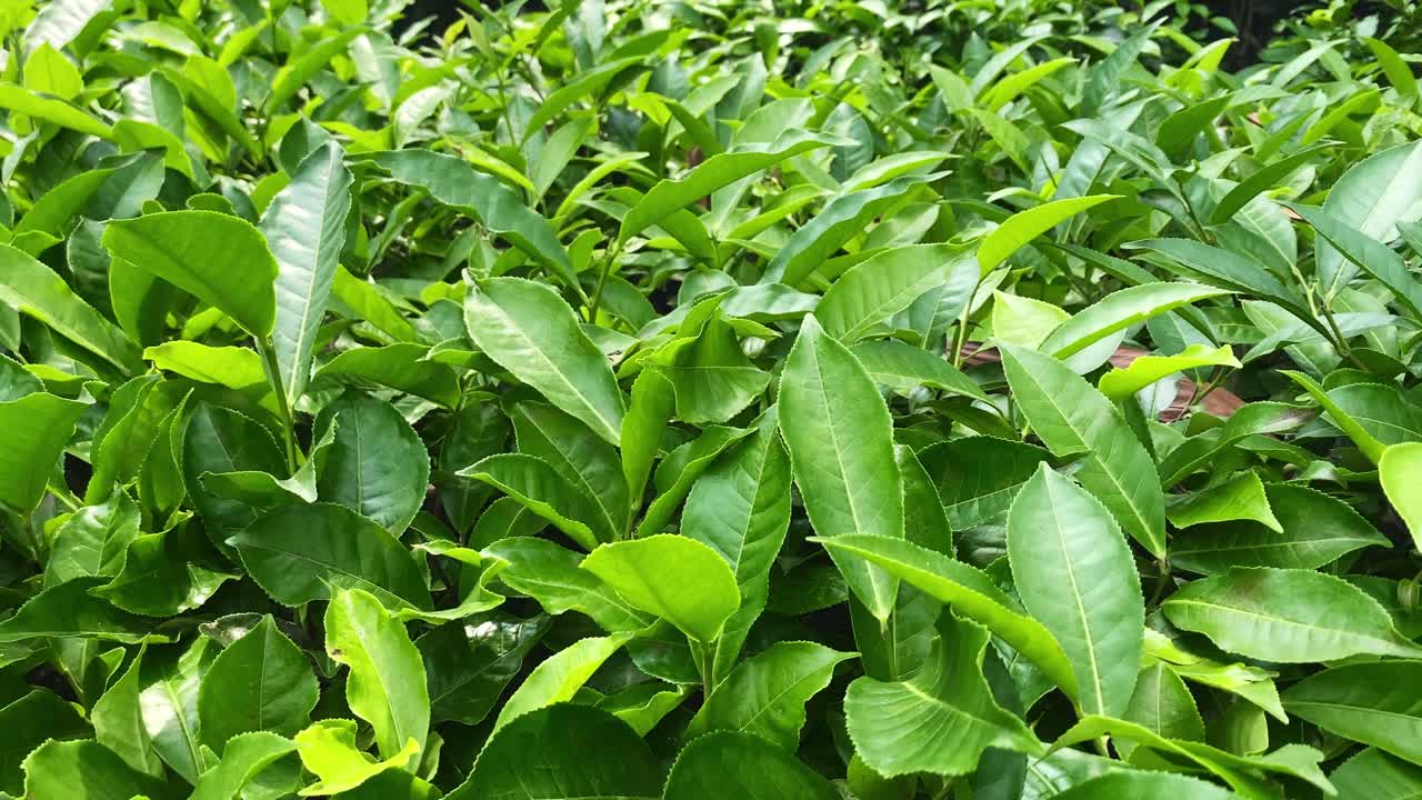 Tea garden with healthy fresh green leaves in Sylhet, Bangladesh