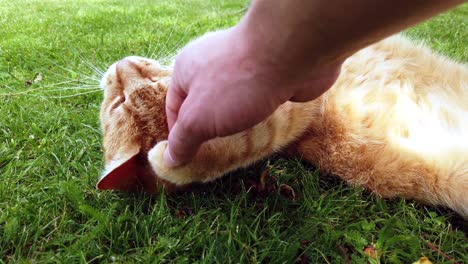 red cat enyoing a summer day by rolling around in the green grass in the garden and biting and playing with a human hand