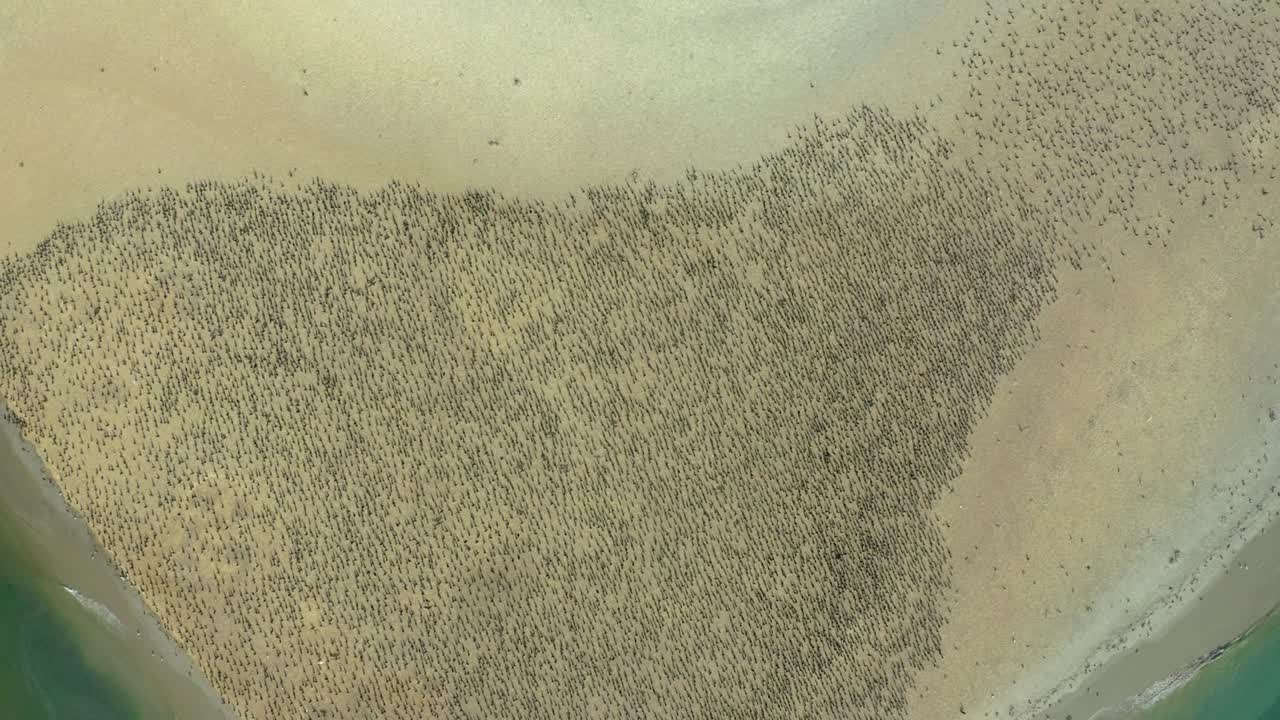 거대한 갈색 펠리칸 무리가 섬의 모래 해변에 모여, 드론