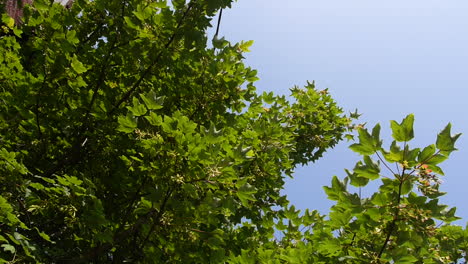 Un-Cielo-Azul-Y-Un-árbol-Verde