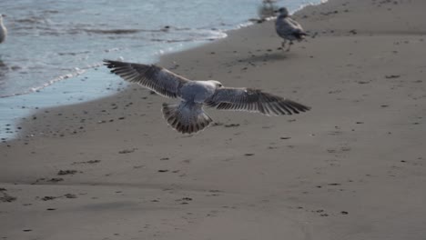 Möwe-Flattert-Mit-Flügeln-Bei-Der-Landung-Am-Strand-Mit-Waschenden-Wellen---Zeitlupe