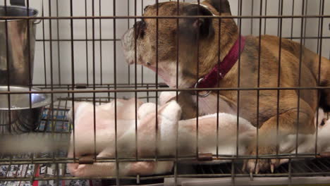 a lonely dog in his cage at an animal shelter-2