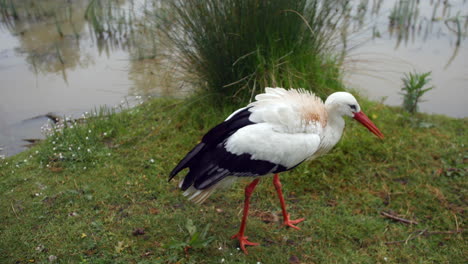 una cigüeña batiendo alas al lado de un lago