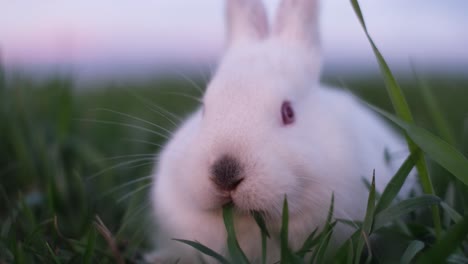 close-up of a white rabbit in green grass