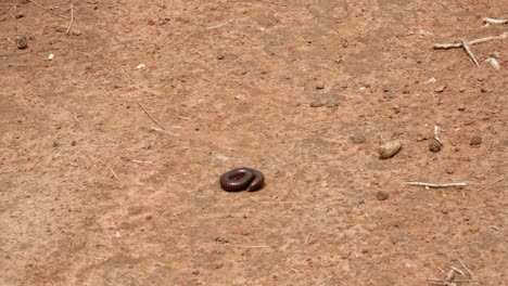 Seen-in-the-middle-of-the-frame-on-the-reddish-brown-ground,-uncoiled-itself-then-moves-towards-the-camera-as-it-goes-away