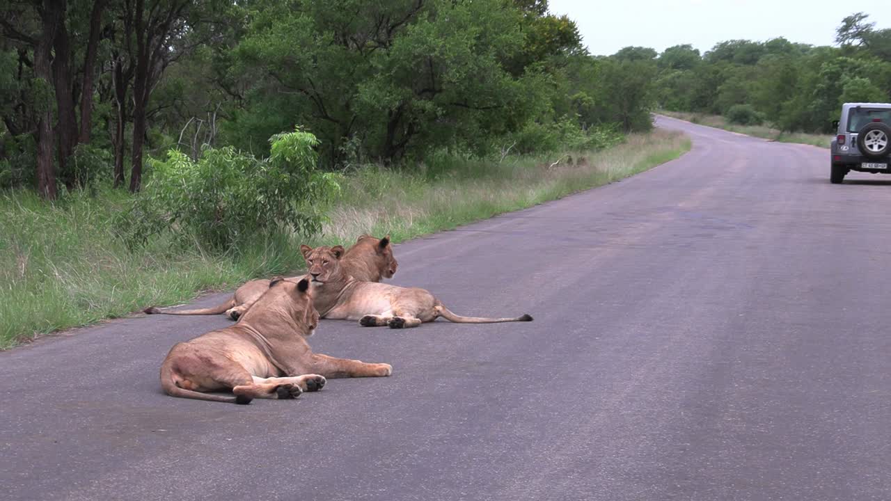 크루거 국립공원의 타르 도로에 누워 있는 암사자 세 마리에서 축소