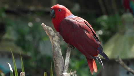 Moluccan-Eclectus-Female-Parrot-Bird-Relaxing-on-a-Wooden-Branch-in-Bali-Safari-and-Marine-Park-in-Siangan