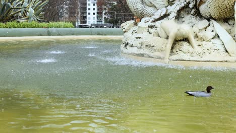 duck swimming in melbourne museum fountain pool