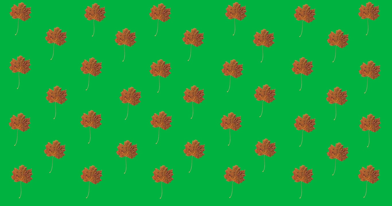 Digital animation of multiple autumn maple leaves in seamless pattern against black background