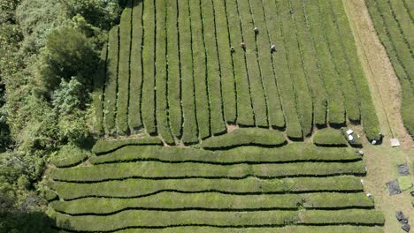 Imágenes-De-Drones-De-Trabajadores-De-Plantaciones-De-Té-En-La-Isla-Portuguesa-De-Sao-Miguel,-En-Las-Azores,-Que-Es-La-única-Plantación-De-Té-De-Europa