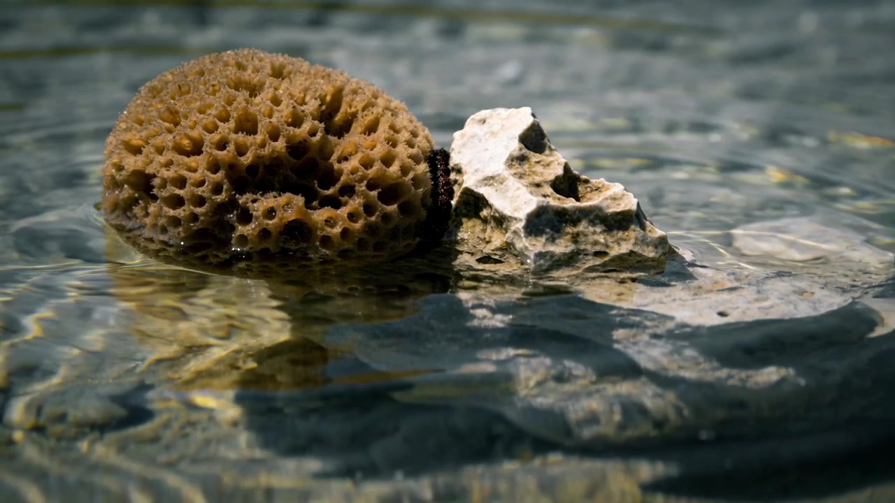 Una spugna marrone che ondeggia e una roccia chiara e angolare in una pozza di marea a causa di leggere increspature, con una fascia scura tra di loro.