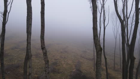 aerial flight between rows of trees standing on a hill during winter covered with heavy fog