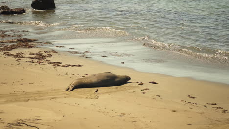 small bird lands next to and walks near a large sleeping elephant seal at a seal rookery in southern california