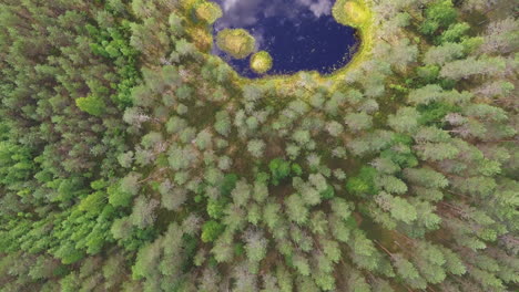 impresionante vídeo drone de un pequeño estanque forestal en la naturaleza finlandesa