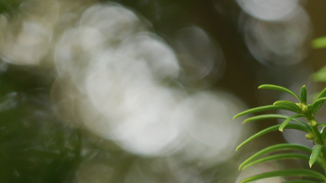 스코틀랜드 소나무 의 새로 성장 하는 가지 의 느린 움직임  ⁇