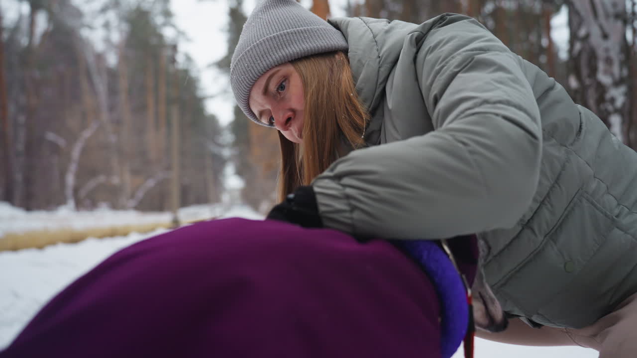 woman in puffer jacket with knit hat kneeling on snowy ground with gloved hands adjusting purple dog coat and leash harness on slender greyhound winter walk through forest trail in morning light