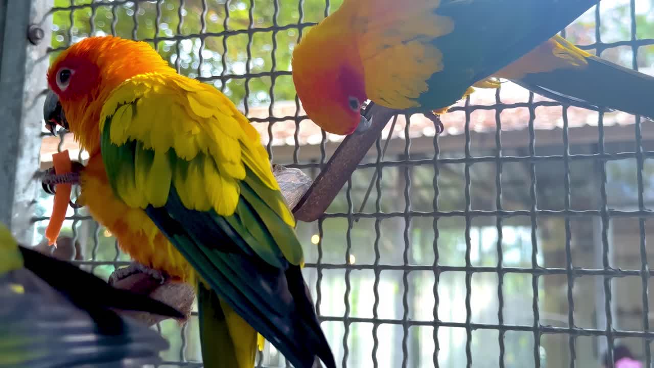 Close-up of colorful sun conures perched and interacting inside a wire cage.