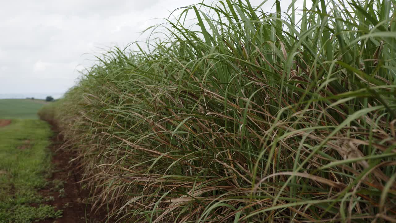 hojas de caña de azúcar en el viento