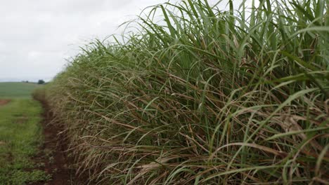 hojas de caña de azúcar en el viento