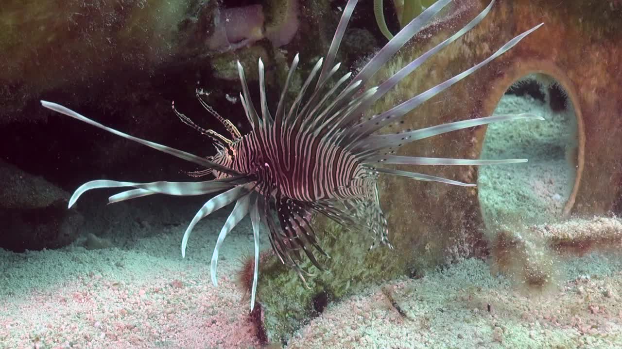 난파선에 lionfish