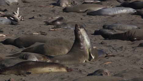 Elefantes-Marinos-Empujando-De-Pecho-A-Pecho-Como-Comportamiento-Territorial-Big-Sur-San-Simeon,-California