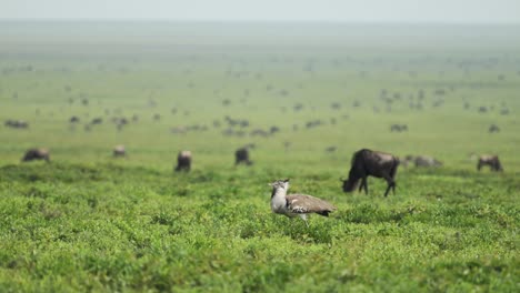large kori bustard bird and wildebeest in serengeti national park, african birds and birdlife in vast open green grass plains during graet migration of migrating wildebeest in tanzania in africa