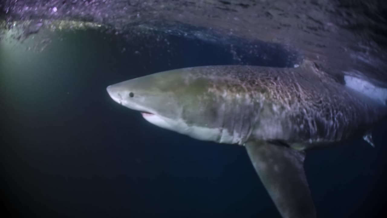 밤 해왕성 섬 사우스 오스트레일리아 4k 75fps의 백상아리