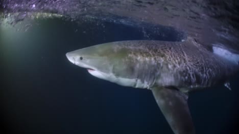 gran tiburón blanco en la noche islas de neptuno sur de australia 4k 75fps