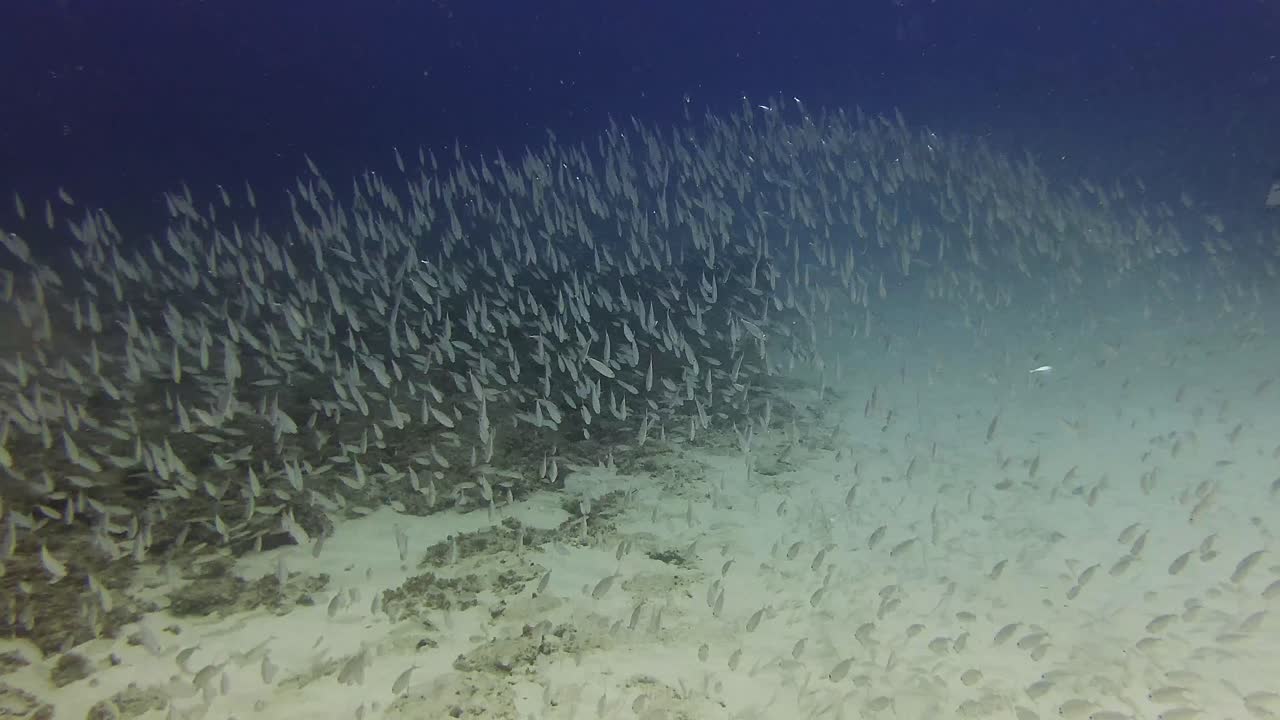 Un branco fitto di pesci argentati si muove in sincronia nelle acque aperte di Mauritius, formando schemi ipnotici. Ideale per temi di lavoro di squadra, comportamento, abbondanza e natura marina incontaminata.