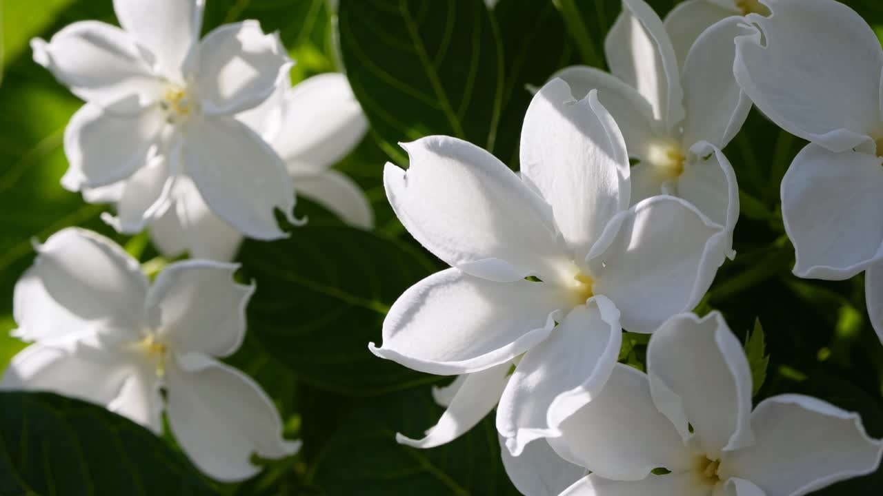 Toma de video en primer plano de flores blancas sobre exuberantes hojas verdes, capturando la belleza natural desde un ángulo bajo.