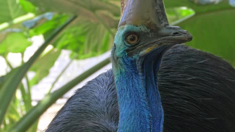 cassowary large wild bird in jungle forest - close up