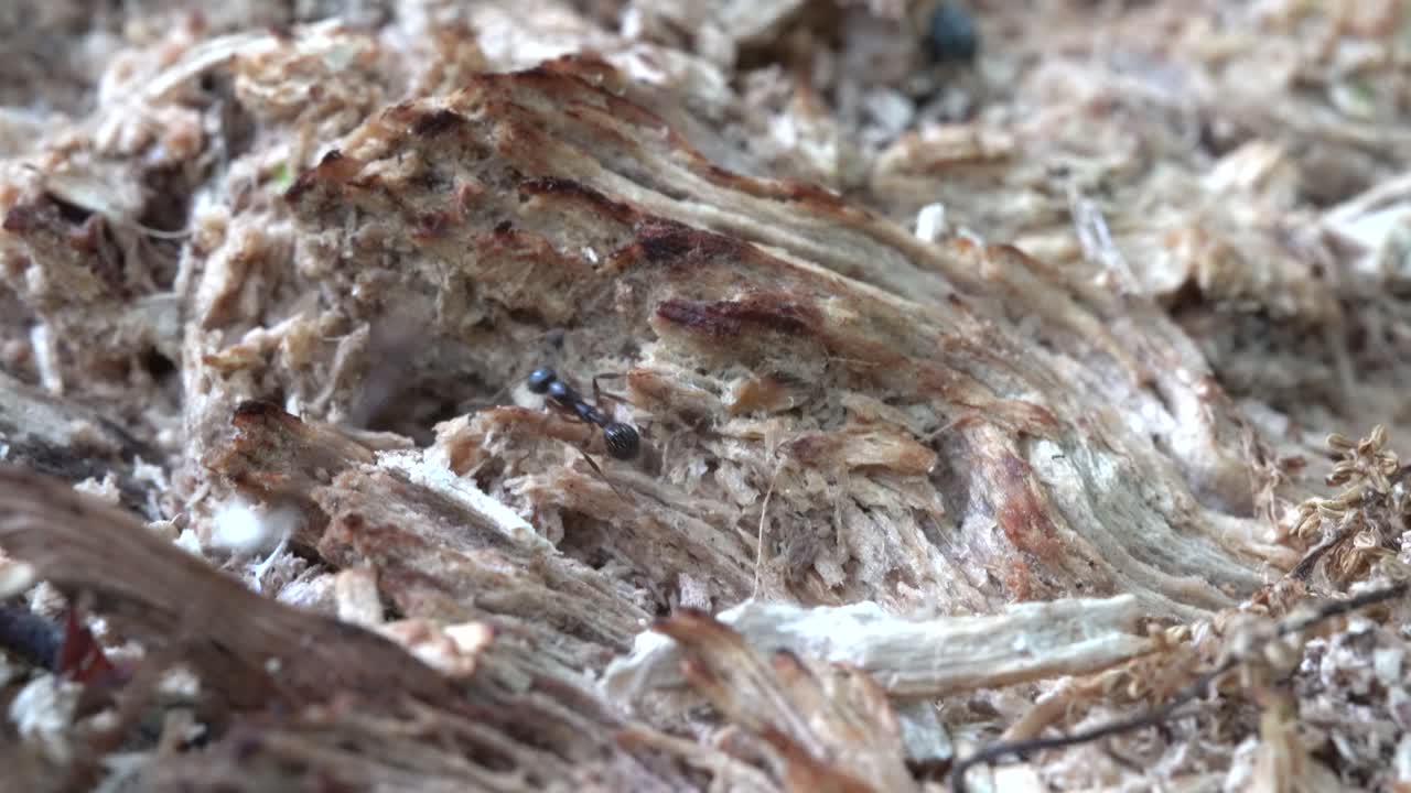 썩은 통나무에 있는 개미 구멍으로 물건을 옮기는 개미