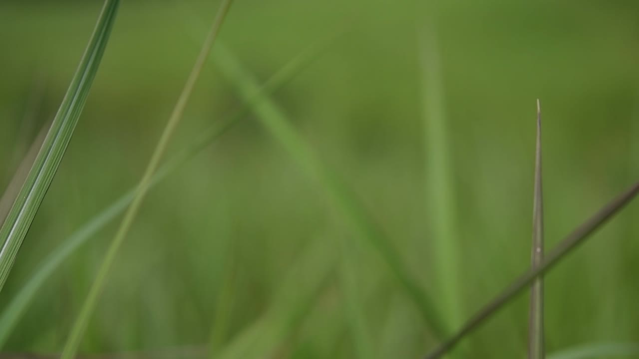 una hierba perenne originaria de asia tropical y subtropical y también introducida en varios países