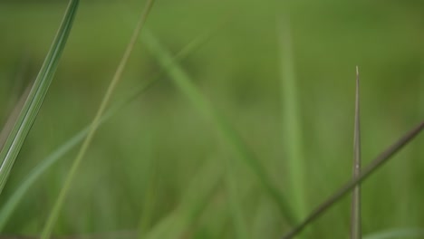 A-perennial-grass-native-to-tropical-and-subtropical-Asia-and-also-introduced-to-several-countries