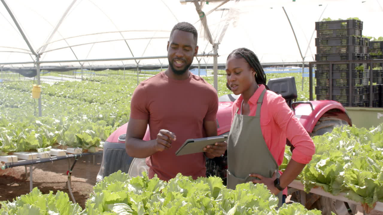 Inspecting hydroponic lettuce, african american farmers using tablet for monitoring crop growth