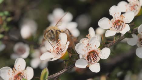 Perfekter-Naturclip-Der-Honigbiene,-Die-Nektar-Von-Der-Kleinen-Manuka-Blume-Trinkt