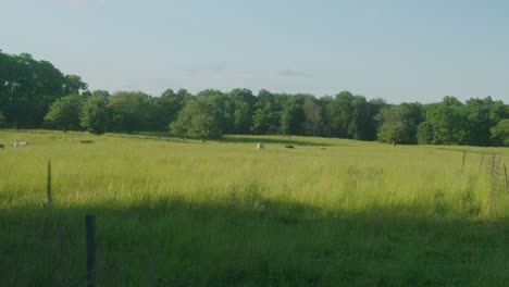 kühe weiden auf einem offenen feld oder auf einer wiese während der goldenen stunde im hudson valley im norden des bundesstaates new york