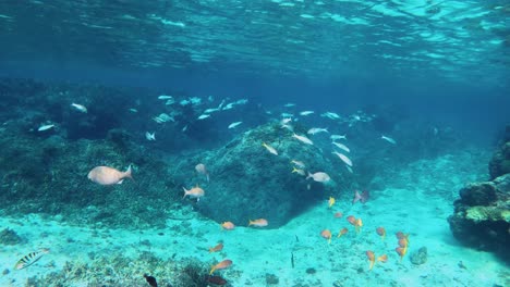 school of marine fish swimming under the blue sea in summer