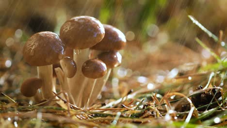 hongos armillaria de agarico de miel en un bosque soleado bajo la lluvia.
