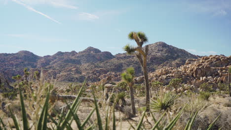 Beautiful-Joshua-trees-and-nature-in-deserted-Mojave-Desert,-California---establishing-shot,-4K