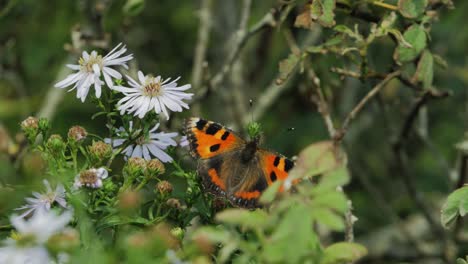 Roter-Schmetterling-Auf-Blume-Winkt-Im-Wind-Aus-Nächster-Nähe