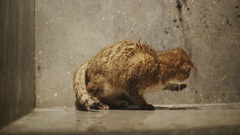 an excited active cat tries to catch water jets with its paw. slow motion video
